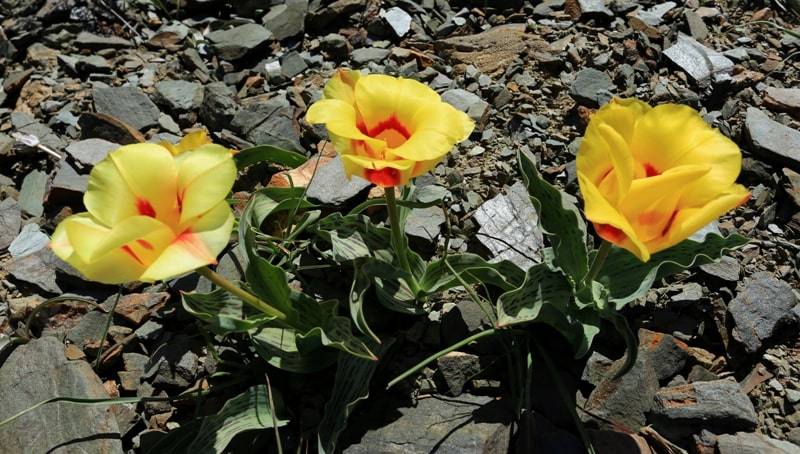 Berkara gorge, vicinity and tulips of Greigi.