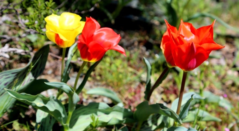 Berkara gorge, vicinity and tulips of Greigi.