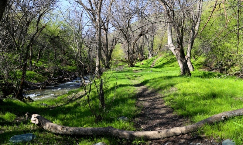 Berkara gorge, vicinity and tulips of Greigi.