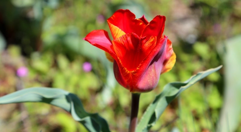 Berkara gorge, vicinity and tulips of Greigi.