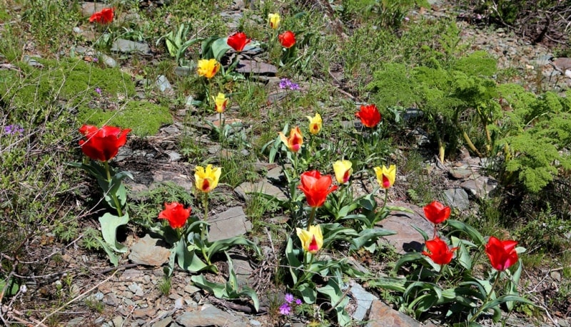 Berkara gorge, vicinity and tulips of Greigi.