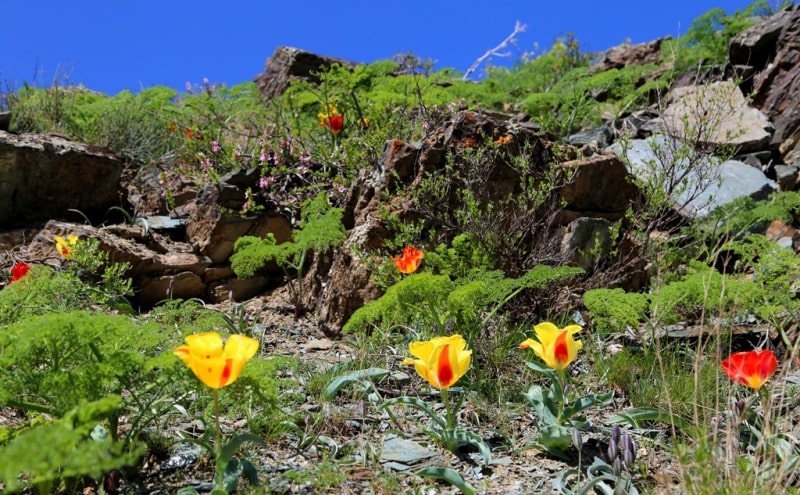 Berkara gorge, vicinity and tulips of Greigi.