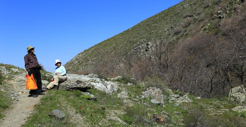 Berkara gorge, vicinity and tulips of Greigi.