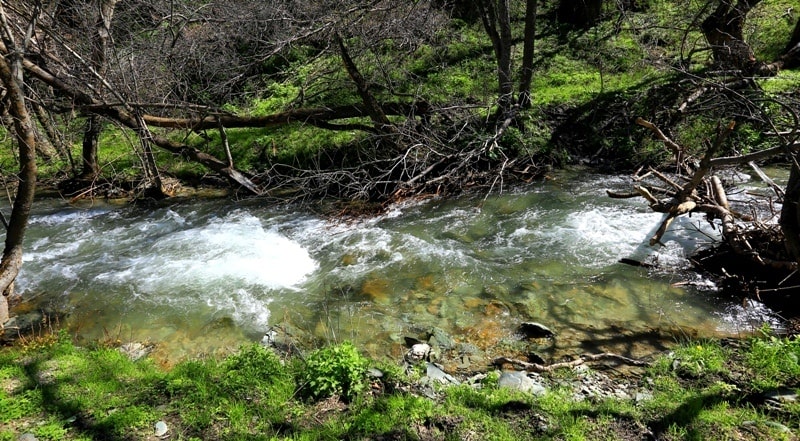 Berkara gorge, vicinity and tulips of Greigi.