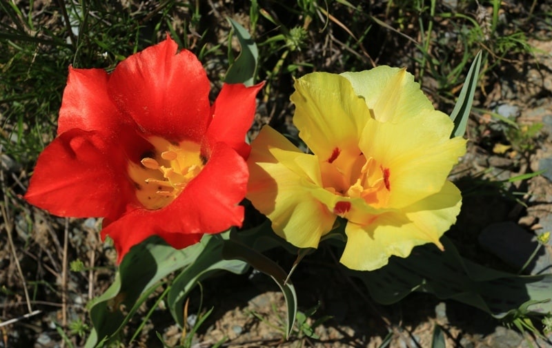 Berkara gorge, vicinity and tulips of Greigi.