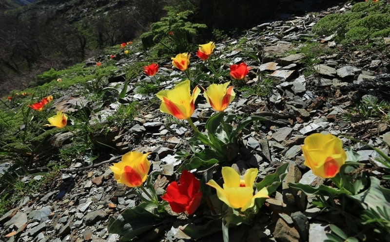 Berkara gorge, vicinity and tulips of Greigi.