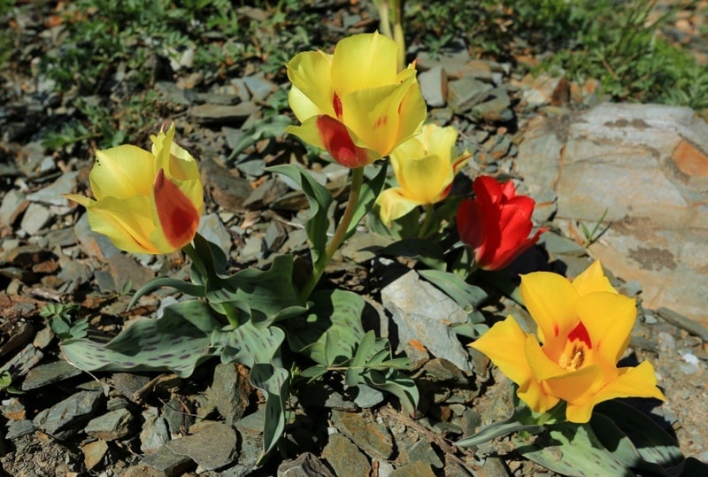 Berkara gorge, vicinity and tulips of Greigi.