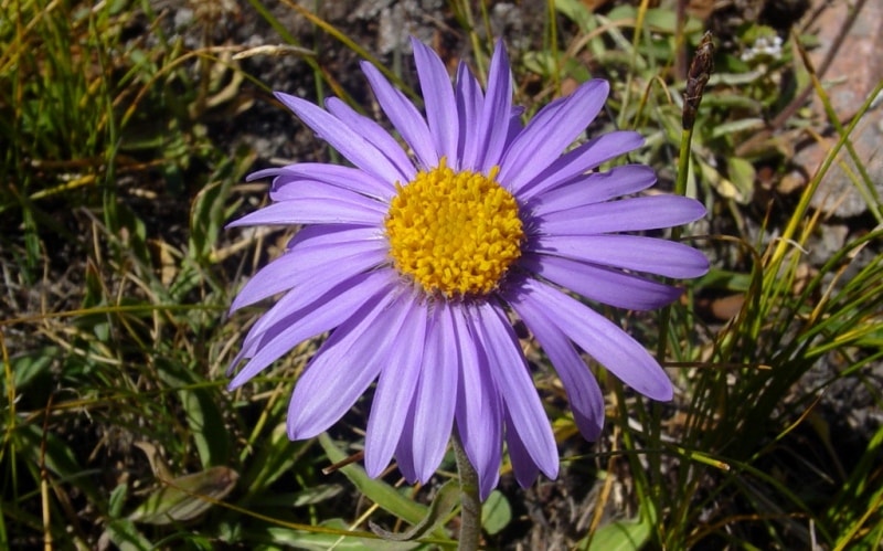 Астра альпийская. Aster alpinus L.