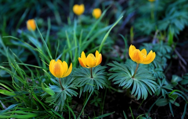 (Eranthis hyemalis) winter hellebore.