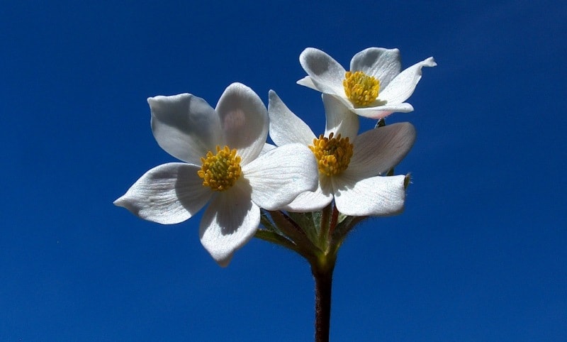 Ветреница вытянутая.  Anemone  protracta (Ulbr.) Juz.