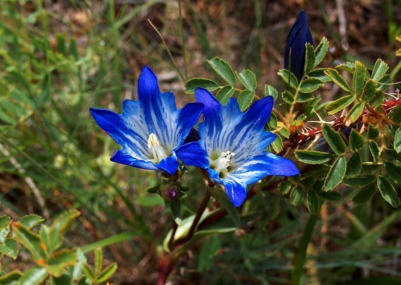 Gentiana kaufmanniana Regel et Schmalh.