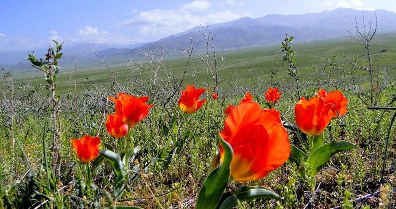 Natural sights of the gorge Kokbulak..