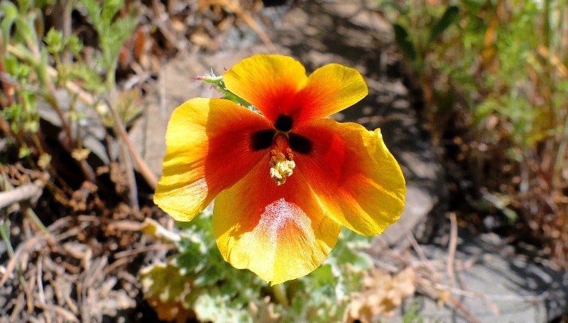 Natural sights of the gorge Kokbulak.