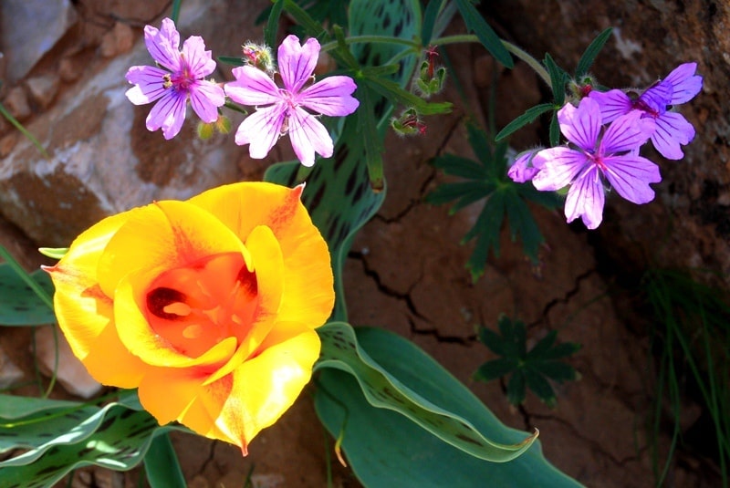 Natural sights of the gorge Kokbulak.