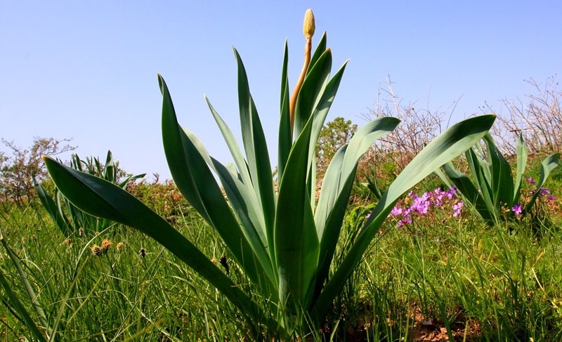 Natural sights of the gorge Kokbulak..