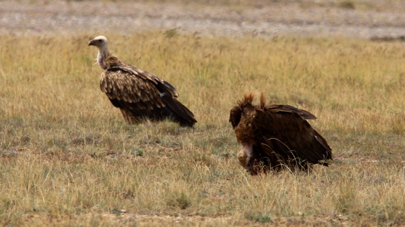 (Gyps) griffons.