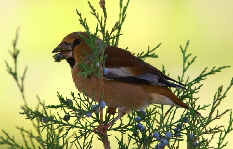 Grosbeak.