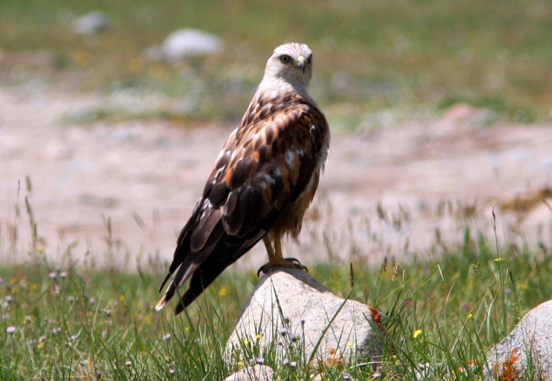 Golden eagle.