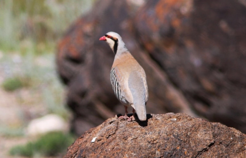 Partridge (Alectoris Gruzovik).