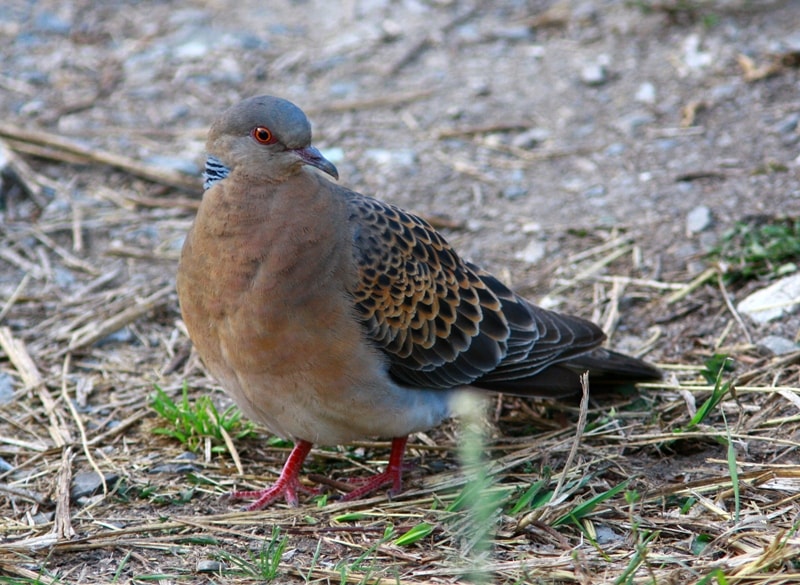 Turtle-dove.