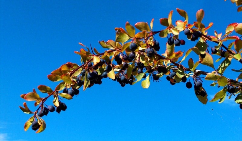 Pipperige tree (Berberis vilgaris).