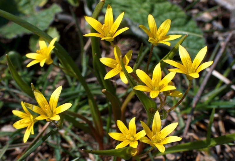 Yellow star of Bethlehem.