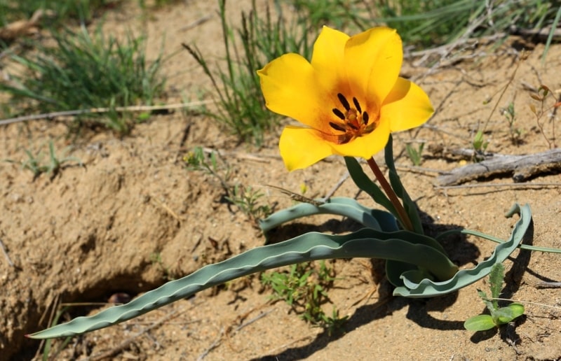 Lehmanniana tulip.