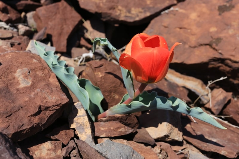 Alberti tulip.