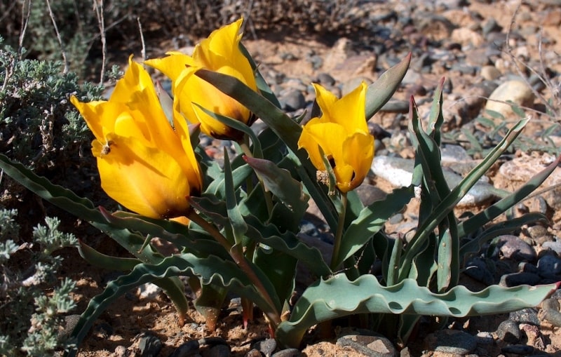 Tulip Borszczowii. 