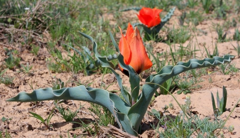 Tulip Borszczowii. 