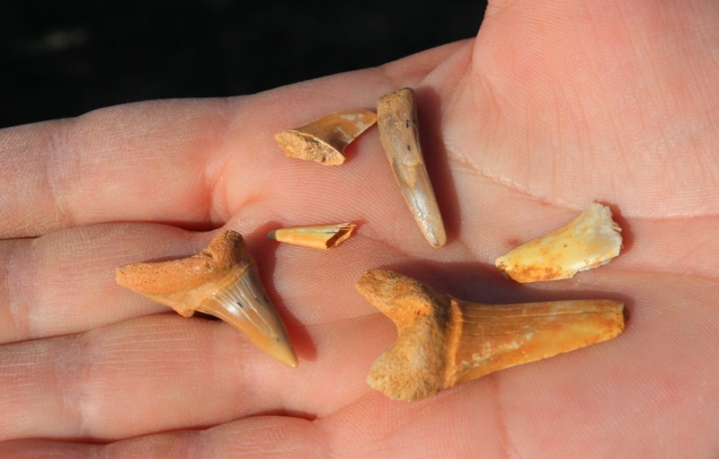 Finds teeth of a shark in the neighborhood of the lake Kyzylkol.