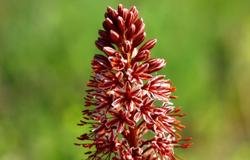 Natural sights of the ridge Ulken-Burul.