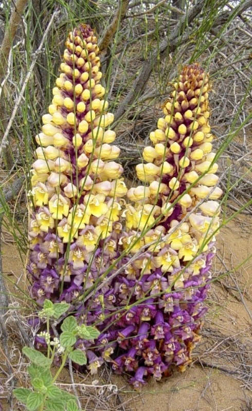 Cistanche salsa in Altyn-Emel natural national park.