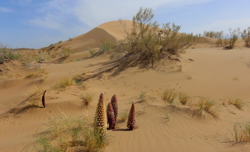 Cistanche salsa in Altyn-Emel natural national park.