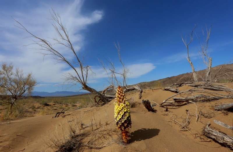 Cistanche salsa in Altyn-Emel natural national park.