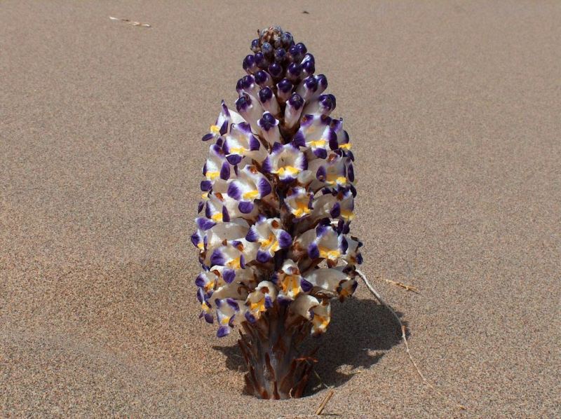 Cistanche salsa in Altyn-Emel natural national park.