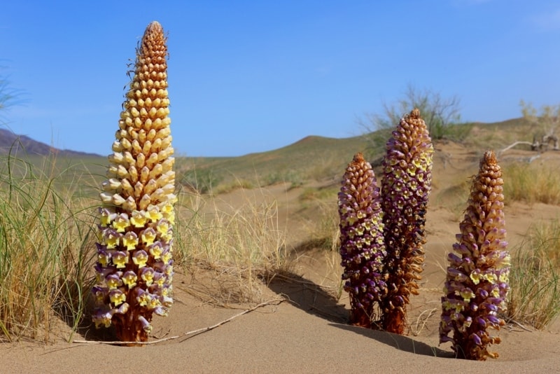 Cistanche salsa in Altyn-Emel natural national park.