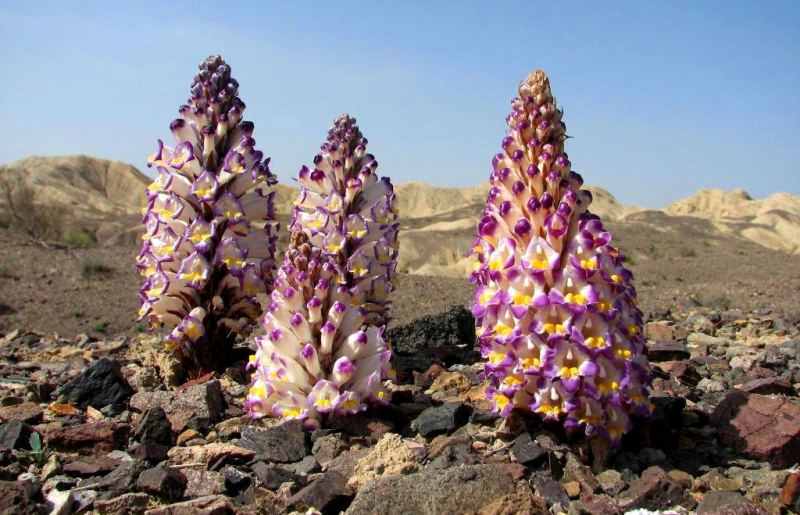 Cistanche salsa in Altyn-Emel natural national park.