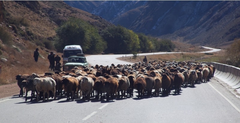 Период жайляу в горах Киргизии подошел к концу - наступила осень. В октябре начинается обратная кочевка пастухов с отарами овец.
