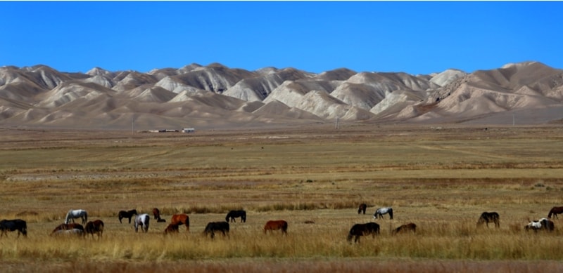 Скот главное достояние киргизов живущих в сельской местности. Нужно заметить, что скота в Киргизии много.