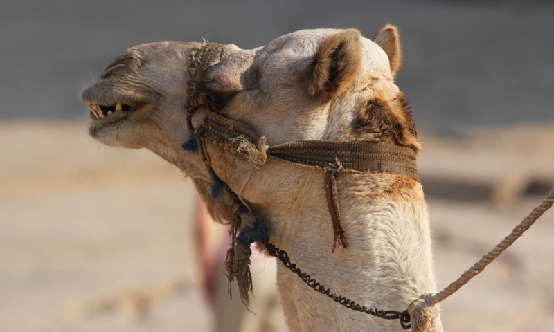 Еще в автобусе, когда мы двигались из Каира к пирамидам Гиза, гид насколько раз предупредил нас о том, что кататься на верблюдах крайне нежелательно.