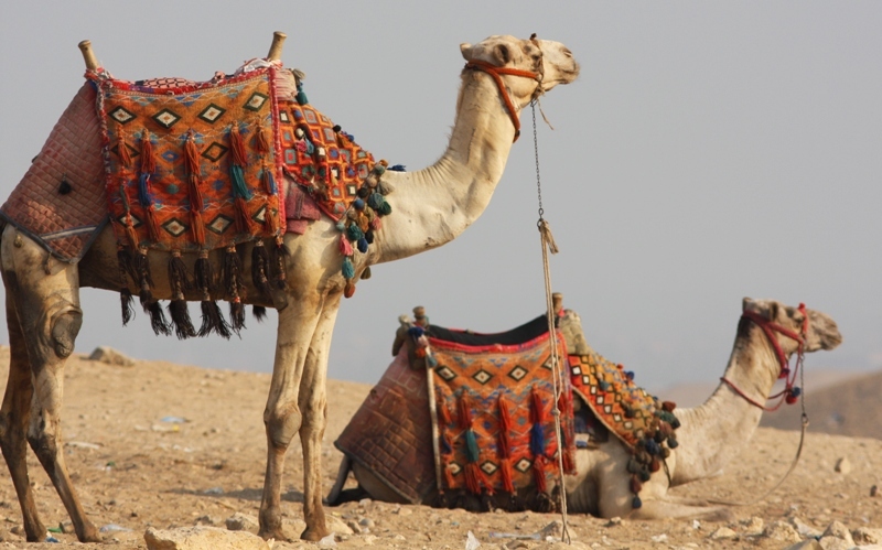 Приводились доводы и случаи, когда наивных туристов бедуины обманывали или просто увозили в пески и обращали в рабство.