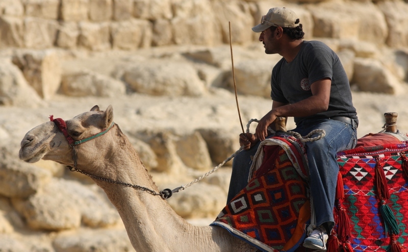 В окрестностях пирамид находится большое количество верблюдов с их седоками и поводырями, которые в разноголосицу предлагают прокатится на этих красивых и гордых животных.