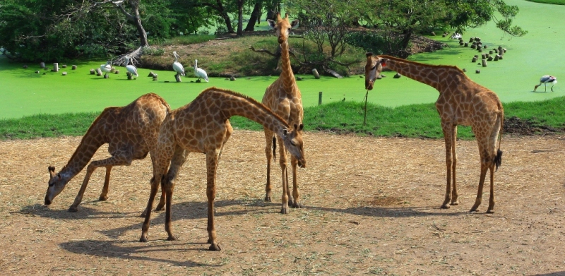 Жирафы Таиланда. Giraffes of Thailand.