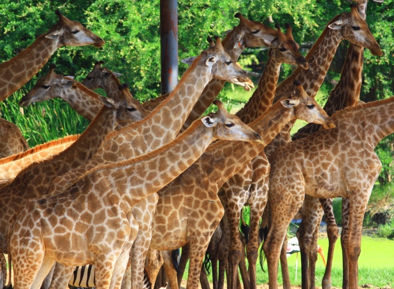 Жирафы Таиланда. Giraffes of Thailand.