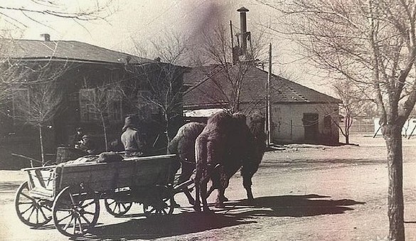 Повозка запряженная верблюдами на улицах Актюбинска. 