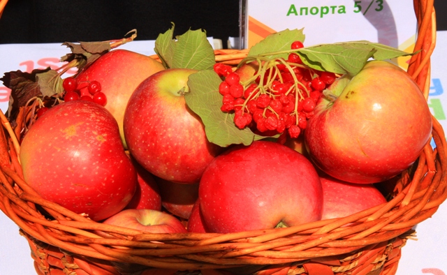 Сорт апорта 5-3. Выставка яблок на день города в Алматы. 2012 год.