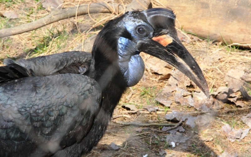 Almaty Zoo.