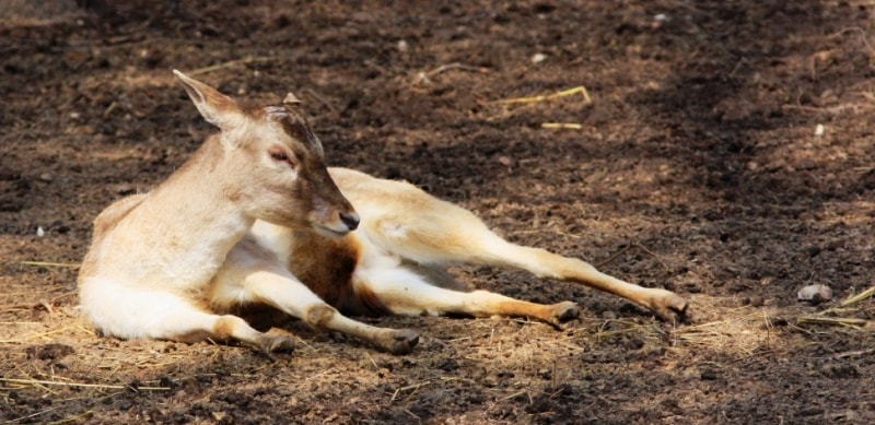 Almaty Zoo.