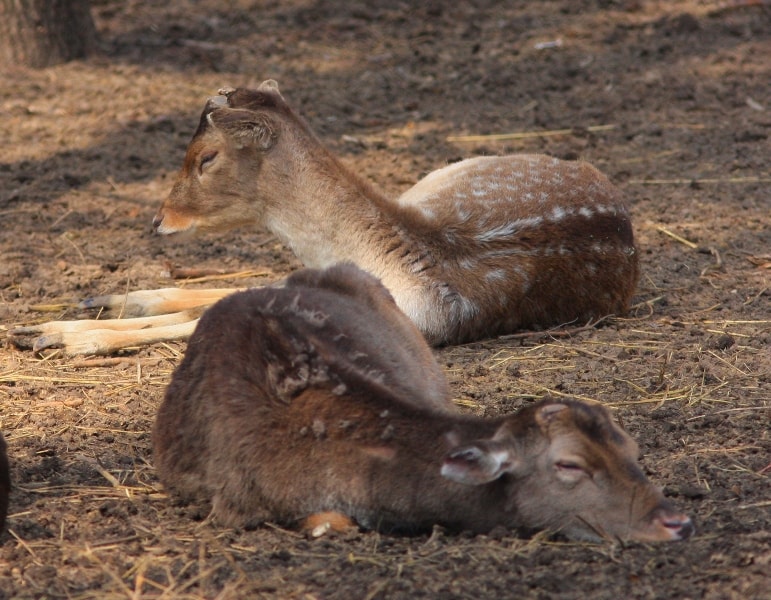 Almaty Zoo.